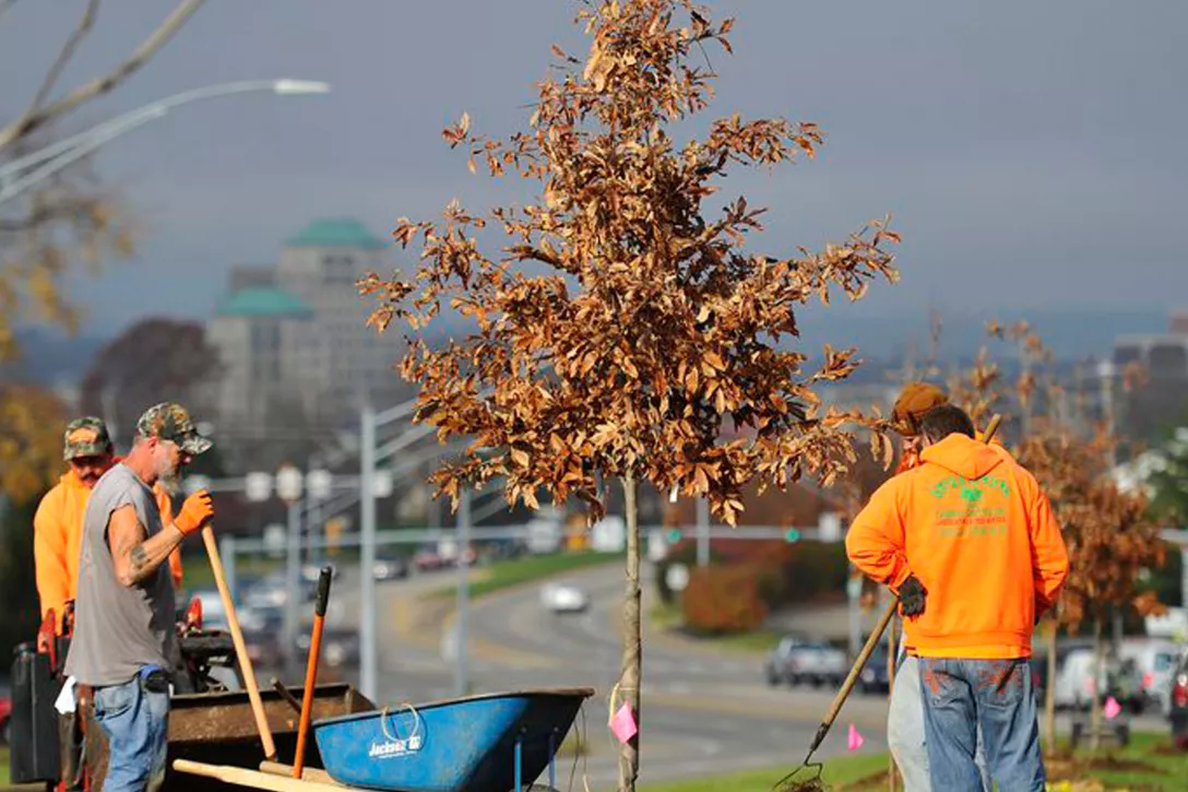 Hoe inboet van bomen, heesters en vaste planten beperken?