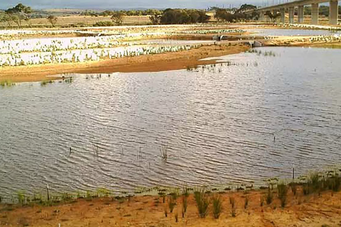 Sewerage ponds into wildlife lakes