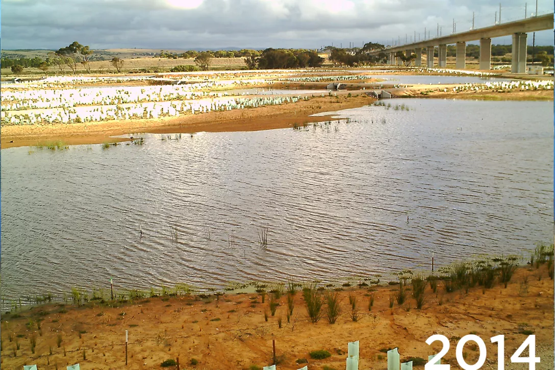 Restauration environnementale à Christies Beach, Noarlunga Downs, SA, Australie - Transformation d'une station d'épuration au sud d'Adélaïde, en un point névralgique de biodiversité - toutes les plantes (187,000) ont été traitées avec TerraCottem (2014, quelques mois après la plantation)
