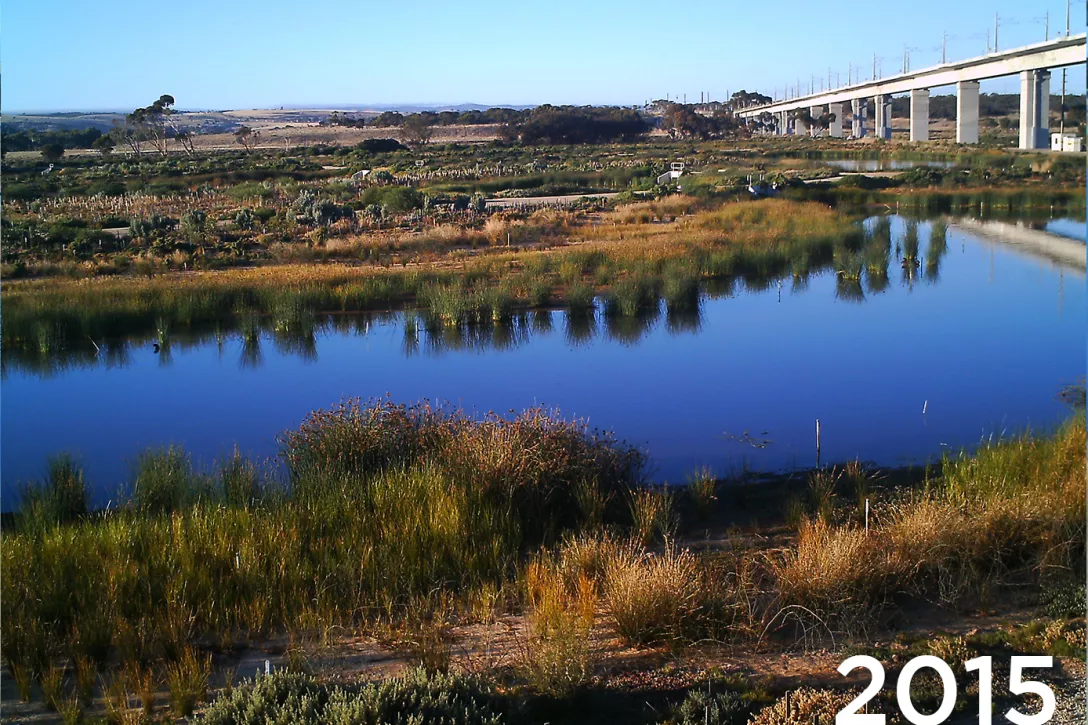 Restauración medioambiental con TerraCottem Universal en Christies Beach, Noarlunga Downs, Sur de Australia, Australia – integración de una planta de carbón fuera de servicio en los humedales costeros existentes – tasa de supervivencia de más del 95% (2015).