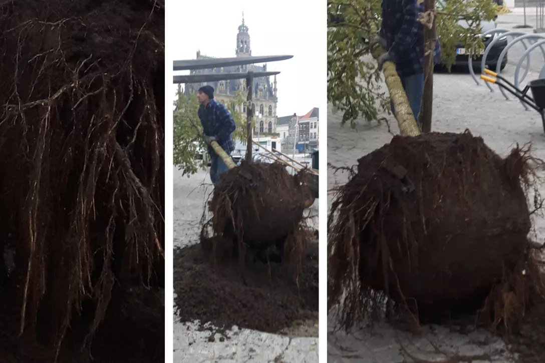 Bigger view of One of the trees was damaged by a car and needed to be replaced: notice the excellent root development a few months after planting.