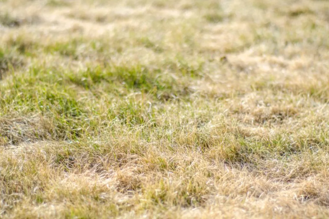 Hoe maak je een tuin bestendig tegen hete zomers?