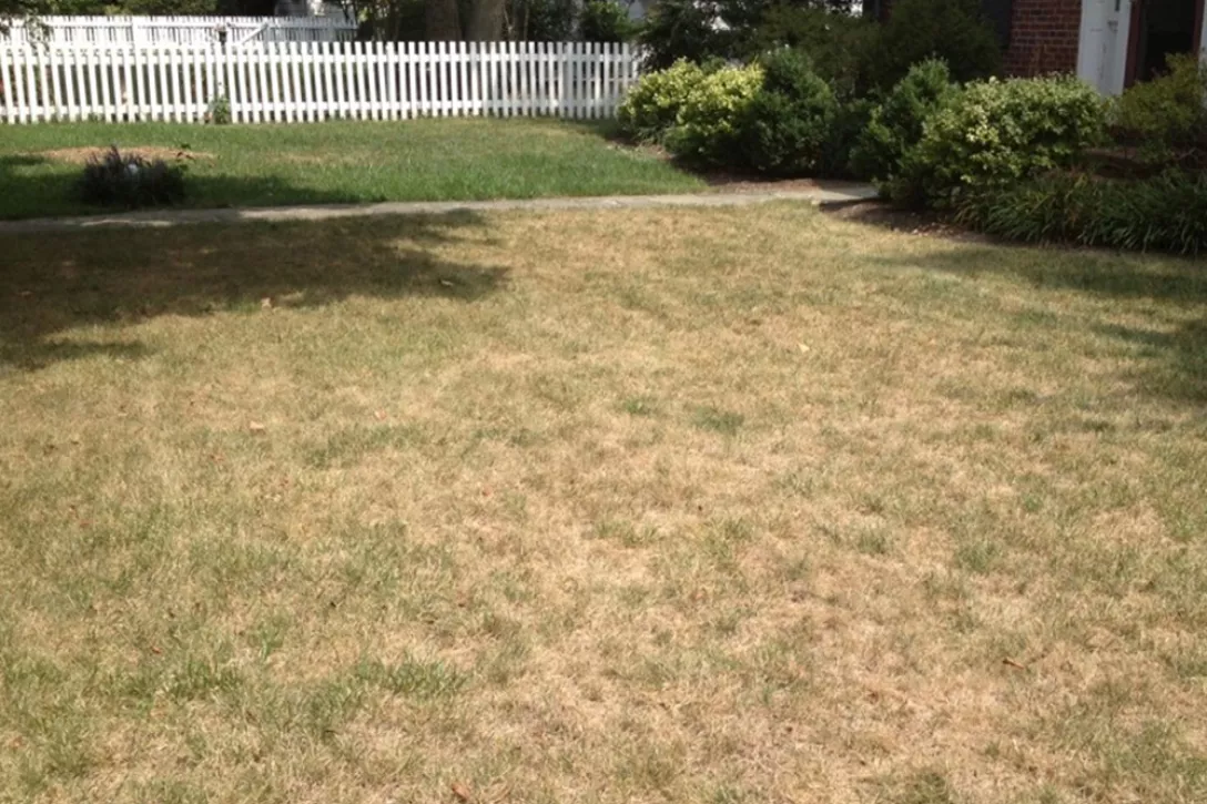 Hoe maak je een tuin bestendig tegen hete zomers?