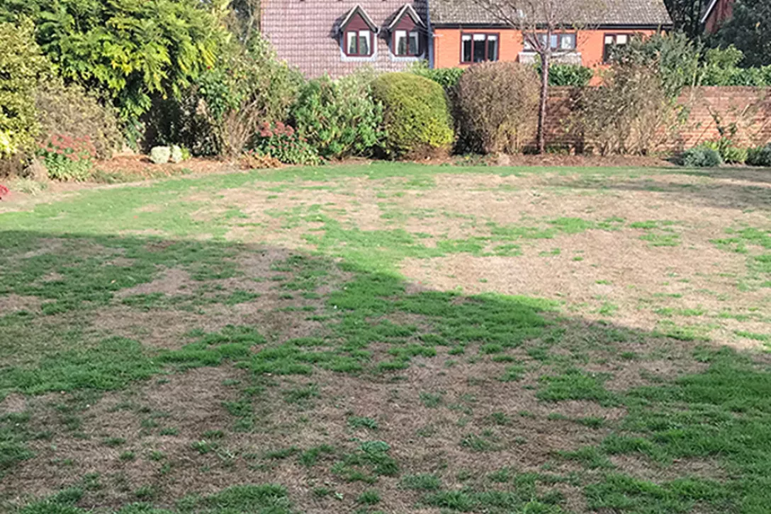 Hoe maak je een tuin bestendig tegen hete zomers?