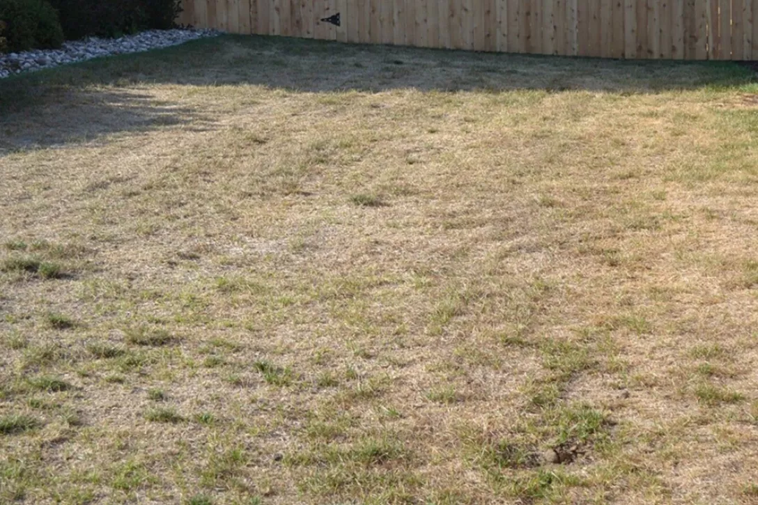 Hoe maak je een tuin bestendig tegen hete zomers?