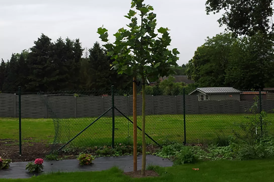 TerraCottem Arbor - 10kg