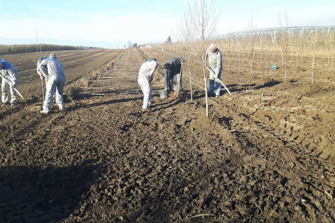 TerraCottem Arbor - 10kg