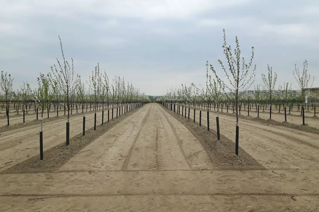 TerraCottem Arbor - 10kg